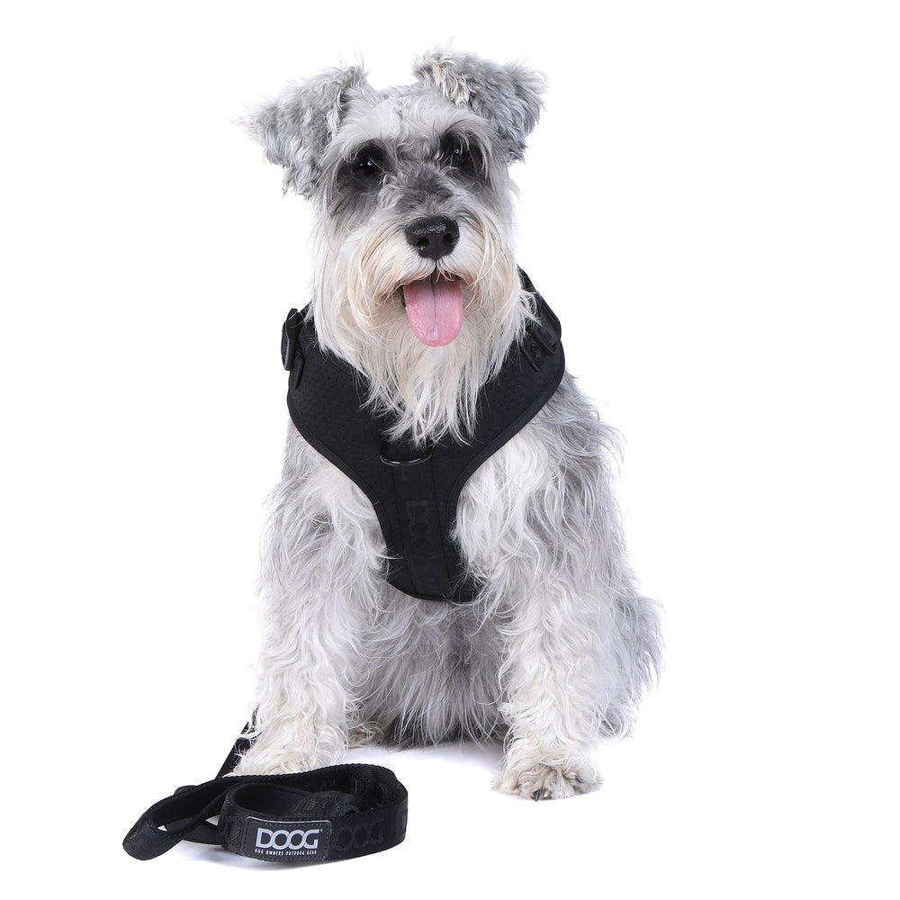 Helle schwarze Hundegeschirrtrage und Leine auf grauem Hund mit lockigem Fell, sitzend auf weißem Hintergrund.