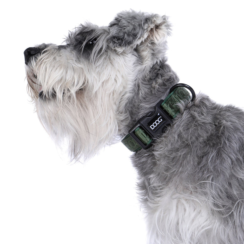 Schnauzer mit grauem, lockigem Fell trägt ein grünes Neoprene Halsband mit schwarzer Schnalle im Freien.