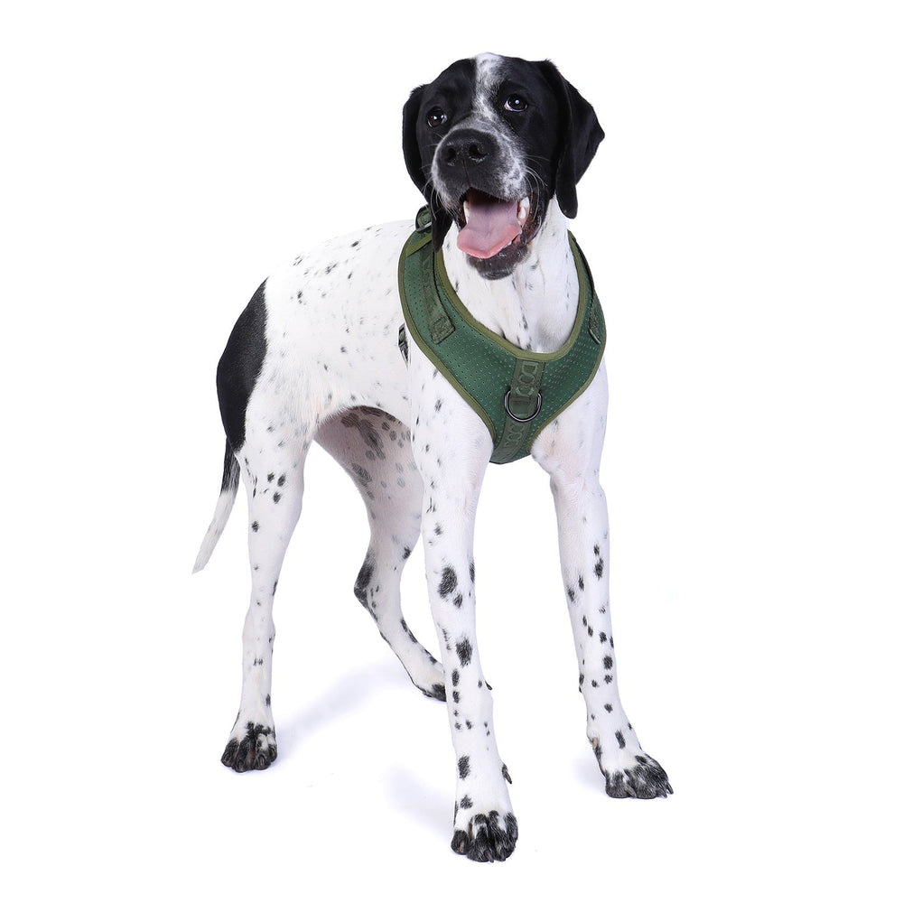 Hund im grünen Neopren-Geschirr auf weißem Hintergrund, freundlich lächelnd und aufrecht stehend.