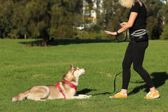 Eine Person mit Hund im Park, hält eine Leine und trägt die DOOG Leckerchen-Tasche in sportlicher Kleidung.
