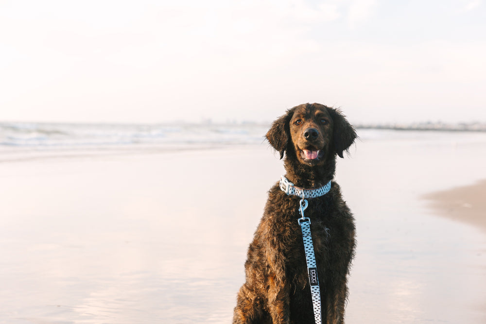 Brauner Hund mit lockigem Fell am Strand, trägt Halsband und DOOG Neoprene Leine, mit Wellen und hellem Himmel im Hintergrund.
