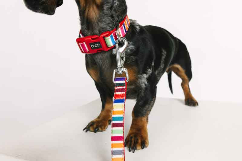 Hund mit rotem Neoprene Halsband und bunter Leine auf heller Unterlage, teilweise sichtbar.