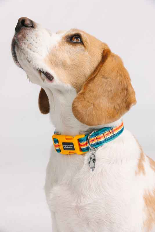 Beagle mit buntem Neopren-Halsband in Orange, Blau und Grün, schaut aufmerksam nach oben.