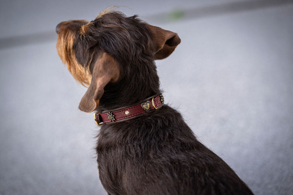 Hund mit kurzem, braunem Fell und goldverziertem Halsband in Burgundy-Farbe, unscharfer Hintergrund.