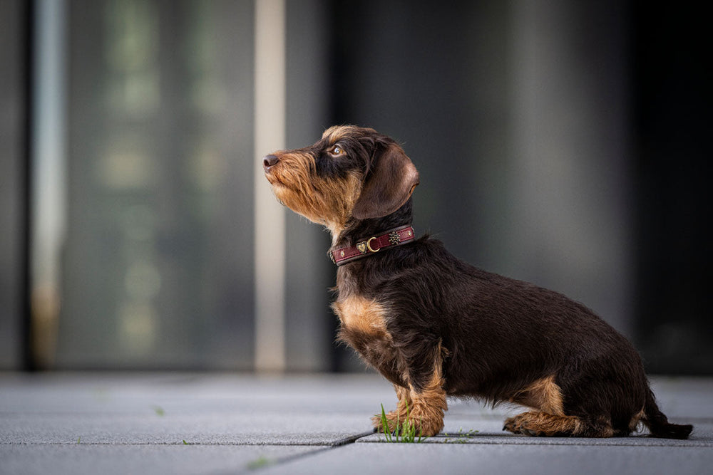 Kleiner Hund mit schokoladenfarbenem Fell trägt rotes Halsband auf grauem Untergrund.