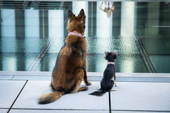 Großer brauner und kleiner schwarzer Hund sitzen am Wasser, schauen auf die Spiegelung der Umgebung.