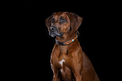 Brauner Hund posiert im Studio vor schwarzem Hintergrund mit auffälligem Halsband und blickt aufmerksam in die Kamera.
