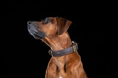 Brauner Hund mit Lederhalsband schaut seitlich vor schwarzem Hintergrund.