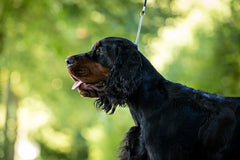 Schwarzer Gordon Setter an einer Showleine mit Ketteneinsatz, im Hintergrund grüne Bäume verschwommen.