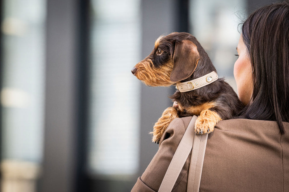 Frau mit braunem Hund im hellen Halsband vor modernen, verschwommenen Gebäuden.