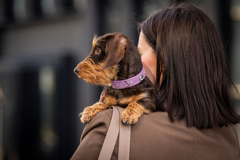 Frau mit dunklem Haar hält kleinen Hund mit braunem Fell im lila Halsband auf dem Arm.