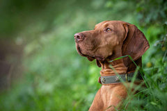 Brauner Hund mit auffälligem Halsband sitzt in natürlicher Umgebung, umgeben von grünem Gras und Blättern.