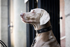 Weimaraner-Hund sitzt seitlich mit grauem Fell und verziertem schwarzen Halsband vor einer urbanen Kulisse.
