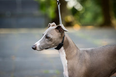 Schildkrötenhalsband mit Kehlkopfschutz für italienische Greyhound beim Spaziergang an einer schmalen Leine.