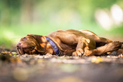 Brauner Hund mit Halsband entspannt auf laubbedecktem Weg in der grünen Natur.