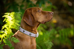 "Hund mit braunem Fell trägt helles Halsband in natürlicher Umgebung mit grünen Pflanzen."