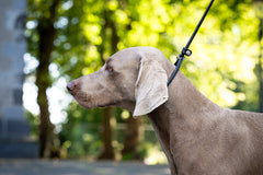 Weimaraner-Hund an verstellbarer Leine in sonniger, grüner Umgebung. Ideal für große Hunderassen.
