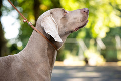 Weimaraner im Profil mit braunem Halsband, im Hintergrund unscharfe grüne Bäume. Verstellbare Showleine für große Hunde.