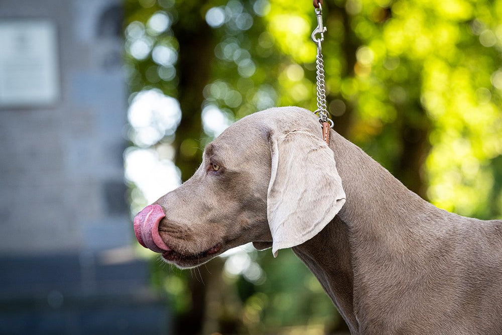 Weimaraner-Hund mit grauem Fell trägt ein Showhalsband und leckt sich die Schnauze, unscharfer Hintergrund.