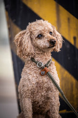 Kleiner, brauner, lockiger Hund mit Halsband sitzt vor gelb-schwarzer gestreifter Wand und wirkt aufmerksam und freundlich.