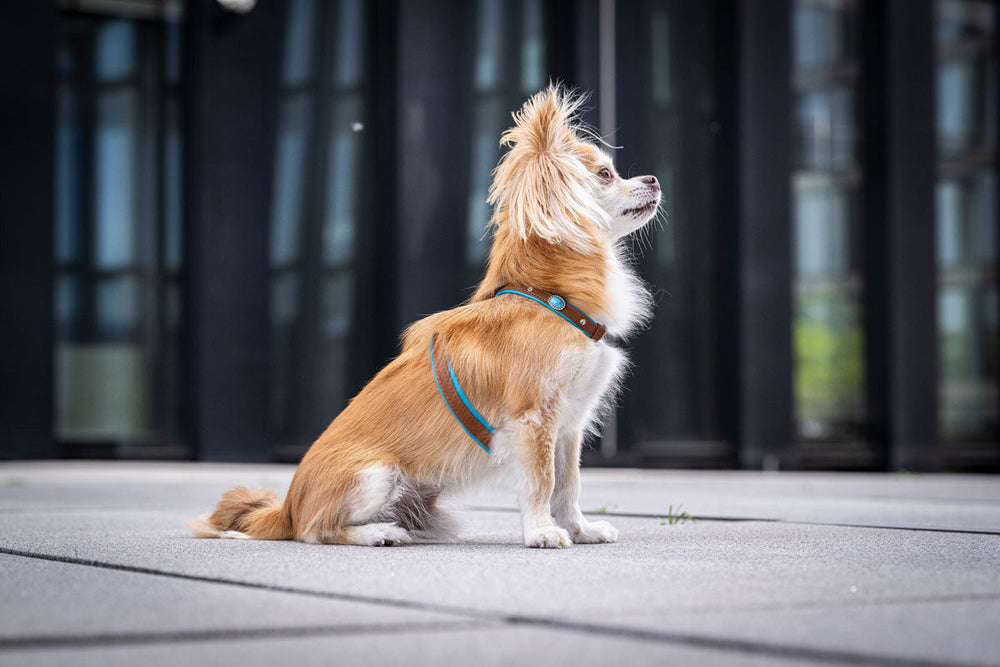 Kleiner, braun-weißer Hund mit buntem Geschirr sitzt aufmerksam in modernem Hintergrund.