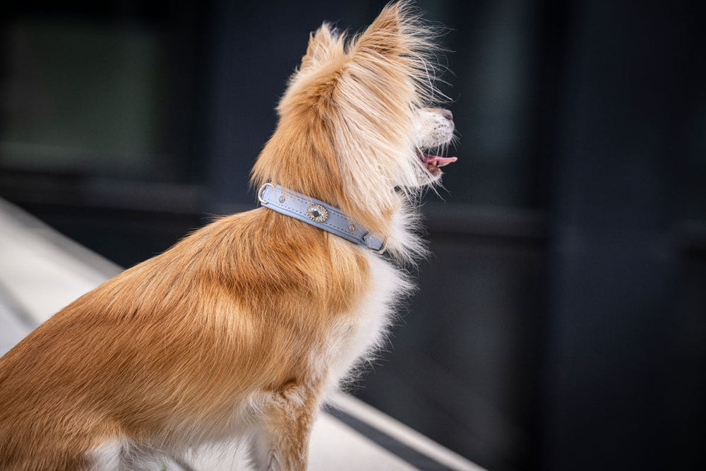 Braun-beiger Hund mit langem Fell sitzt stolz auf einer erhöhten Fläche, trägt ein graues Halsband mit Diamant-Element.