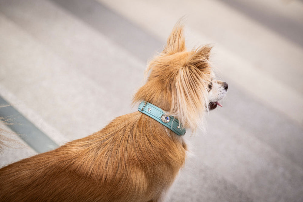 Hund mit rötlich-braunem Fell trägt ein hellblaues Halsband Mini Diamond auf steiniger Oberfläche.