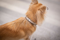 Hundefoto: Eleganter Hund mit hellem Fell trägt ein schwarzes Halsband Mini St. Tropez mit glänzender Verzierung.