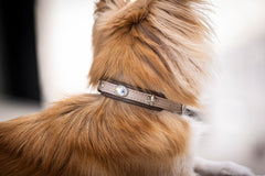 Elegantes Halsband Mini St. Tropez für Hunde, helles Design mit Schmuckstein und karamellfarbenem Fell.