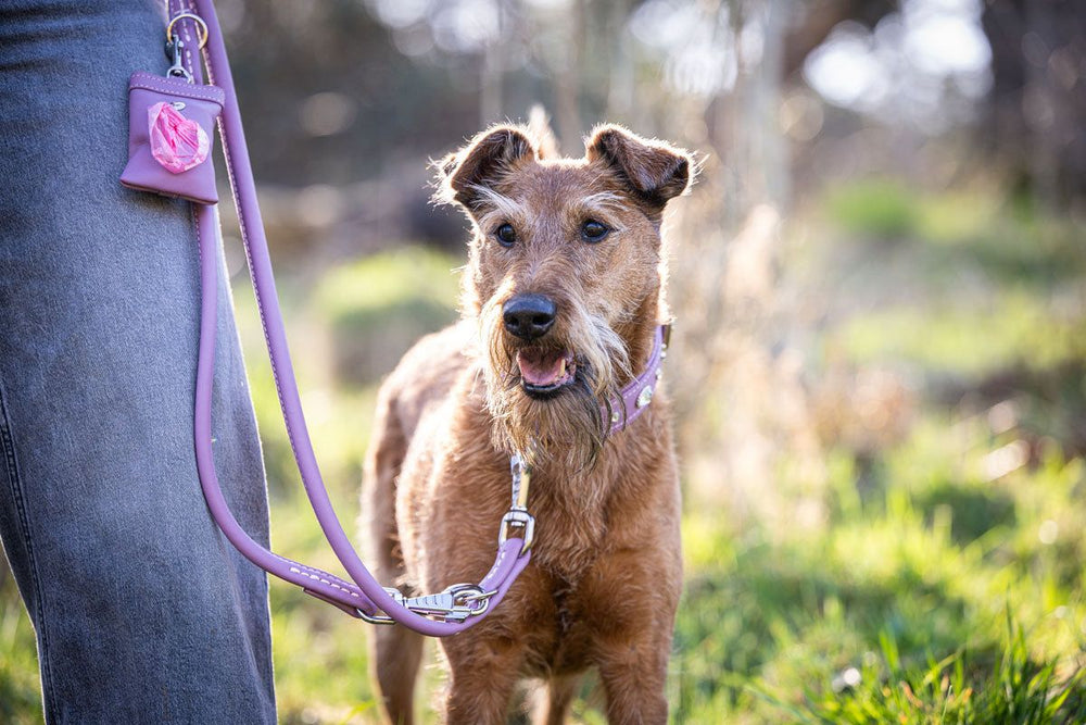 Brauner Hund an lila Leine auf einer grünen Wiese, freundlich in die Kamera schauend.