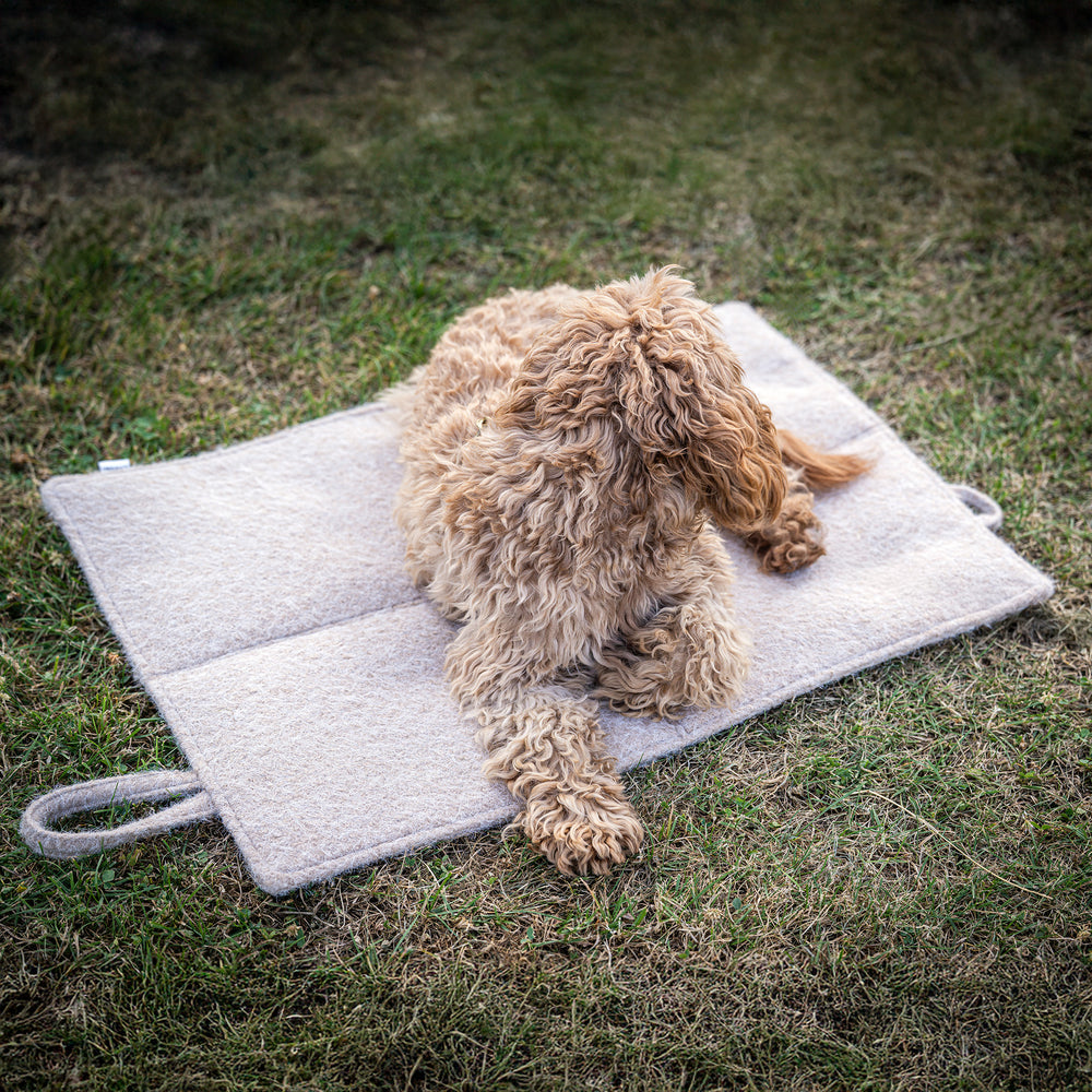 Brauner, lockiger Hund sitzt entspannt auf einer hellen Hundematte im Gras.