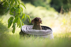 Brauner Hund entspannt in komfortablem Hundekorb Catty Caro, umgeben von grünen Wiesen und einem Baum.