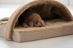 Pudel entspannt in beigem Hundebett mit kuppelförmiger Überdachung in einer gemütlichen Relax Höhle.