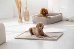 Zwei Pudel in modernem Raum: einer auf grauem Teppich, der andere auf gemütlichem Hundebett. Hundedecke Teddy im Einsatz.