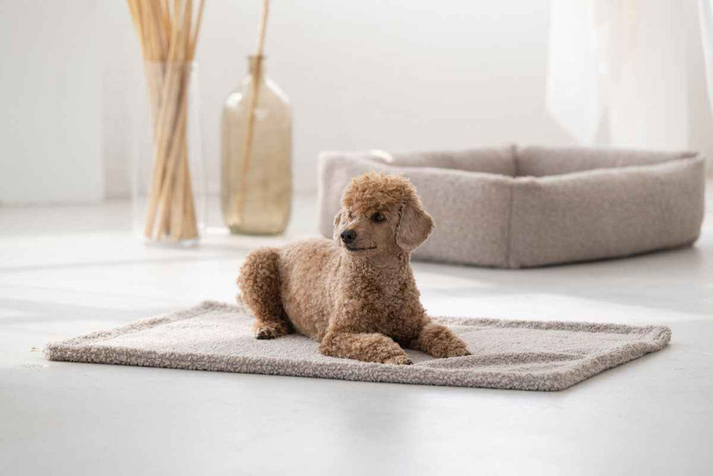 Brauner Pudel liegt entspannt auf grauem Teppich, umgeben von dekorativen Zweigen und einem Hundebett in hellem Raum.