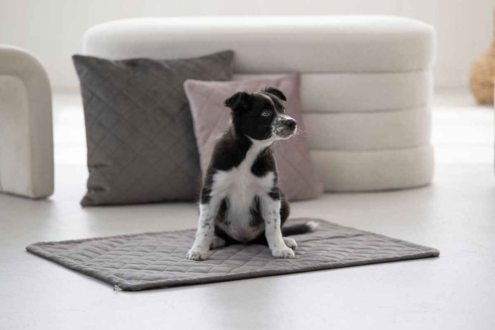 Kleiner schwarz-weißer Welpe sitzt auf grauer Matte, umgeben von bunten Kissen in modernem Wohnambiente.