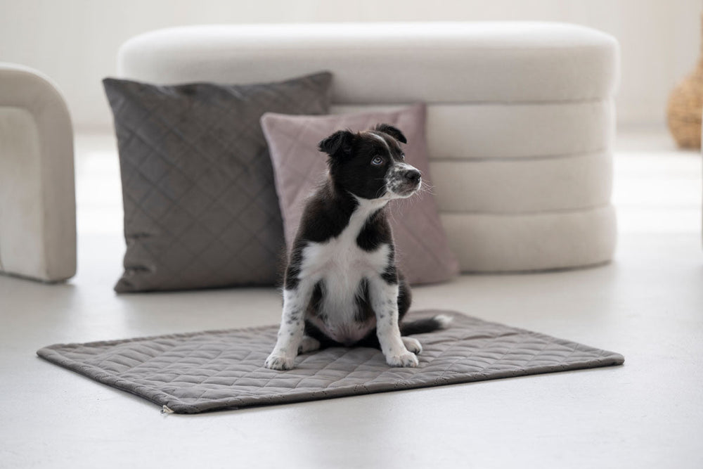 Kleiner Hund auf grauer Decke in heller, minimalistischer Umgebung mit bunten Kissen und modernem Möbelstück.