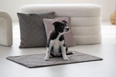 Kleiner Hund auf grauer Decke in heller, minimalistischer Umgebung mit bunten Kissen und modernem Möbelstück.