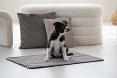 Kleiner Hund auf grauer Decke in heller, minimalistischer Umgebung mit bunten Kissen und modernem Möbelstück.