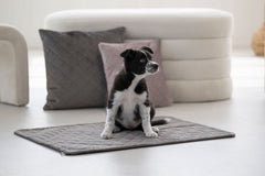 Kleiner Hund auf grauer Decke in heller, minimalistischer Umgebung mit bunten Kissen und modernem Möbelstück.