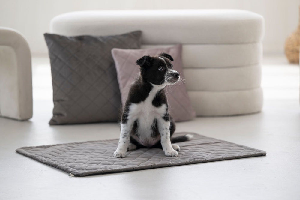 Kleiner schwarz-weißer Hund sitzt auf grauer Decke, blickt zur Kamera, umgeben von Kissen in modernem Wohnambiente.