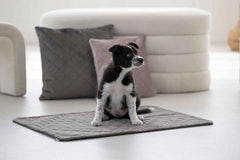 Kleiner schwarz-weißer Welpe sitzt auf grauer Matte, umgeben von bunten Kissen in modernem Wohnambiente.