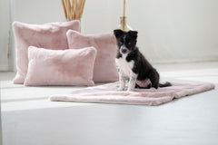 Kleiner Hund sitzt auf hellem Teppich, umgeben von rosa Kissen und einer Vase in minimalistisch eingerichtetem Raum.