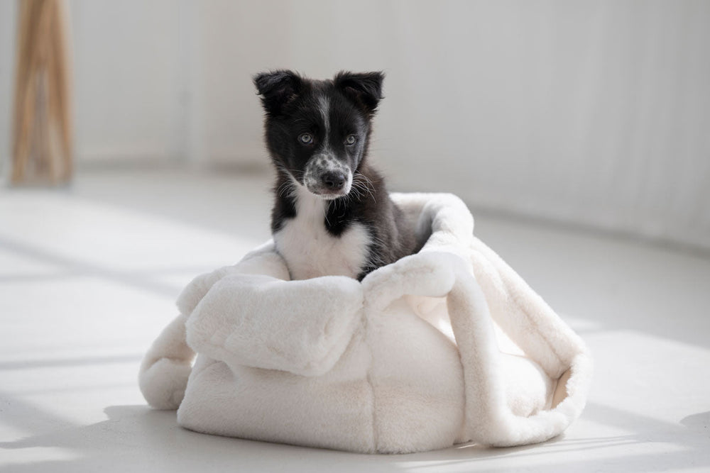 Welpe in Hundetragetasche, eingekuschelt in eine weiche Decke, neugierig schauend in heller, minimalistischer Umgebung.