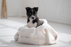 Welpe in Hundetragetasche, eingekuschelt in eine weiche Decke, neugierig schauend in heller, minimalistischer Umgebung.