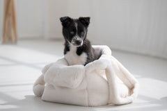 Welpe in Hundetragetasche, eingekuschelt in eine weiche Decke, neugierig schauend in heller, minimalistischer Umgebung.