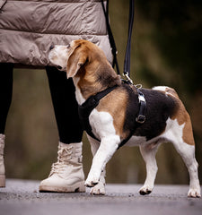 Beagle mit silbernem Ledergeschirr neben Person in Jacke und Stiefeln im Freien.