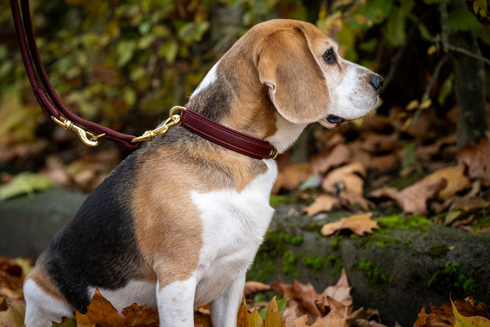 Beagle mit braun-weißem Fell sitzt seitlich, trägt ein rotbraunes Halsband mit goldener Schnalle vor herbstlichen Blättern.