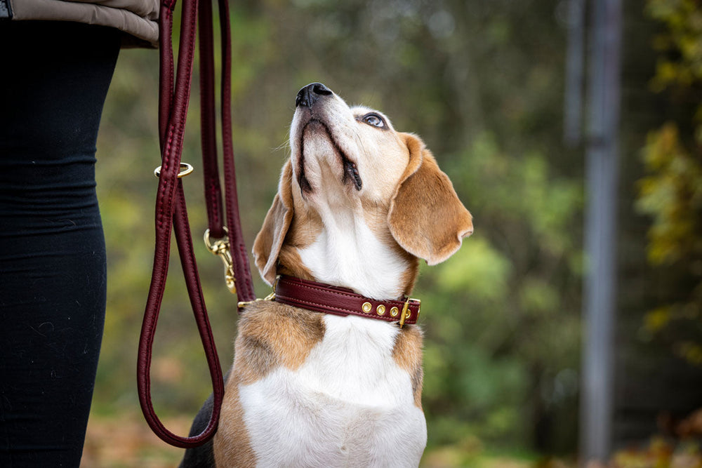 Beagle mit braunem, mit goldenen Nieten dekoriertem Halsband, schaut aufmerksam in die Natur.