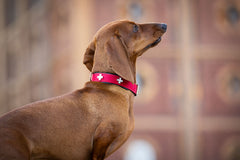 Hunde-Halsband aus Nubukleder mit rotem Design und weißen Schweizer Kreuzen, Hund blickt zur Seite.